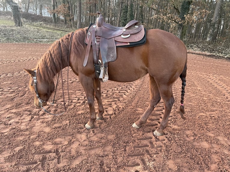 American Quarter Horse Klacz 6 lat 154 cm Kasztanowata in Spalt