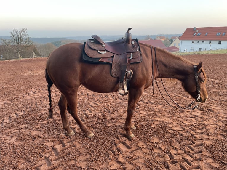 American Quarter Horse Klacz 6 lat 154 cm Kasztanowata in Spalt