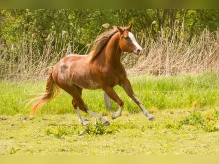 American Quarter Horse Klacz 6 lat 155 cm Rabicano in Andernach