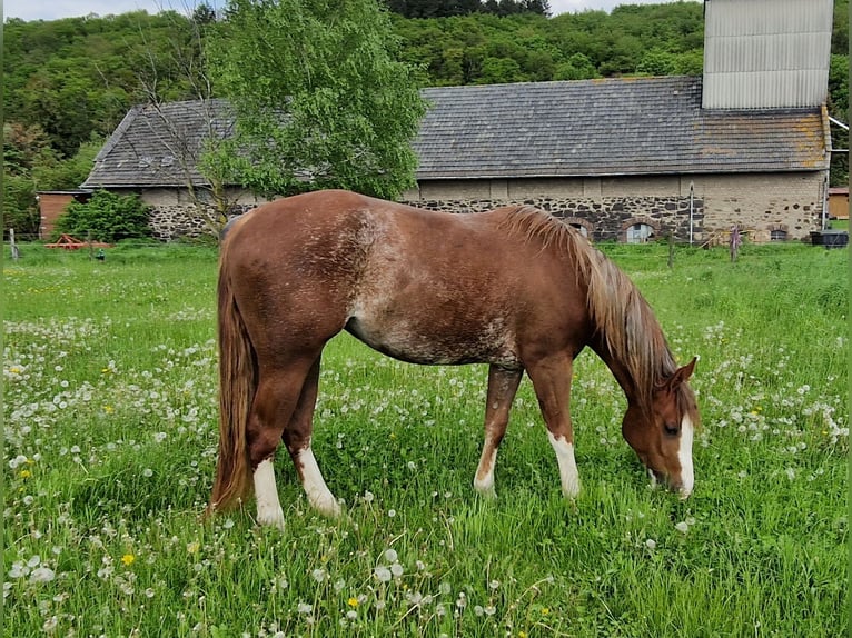 American Quarter Horse Klacz 6 lat 155 cm Rabicano in Andernach