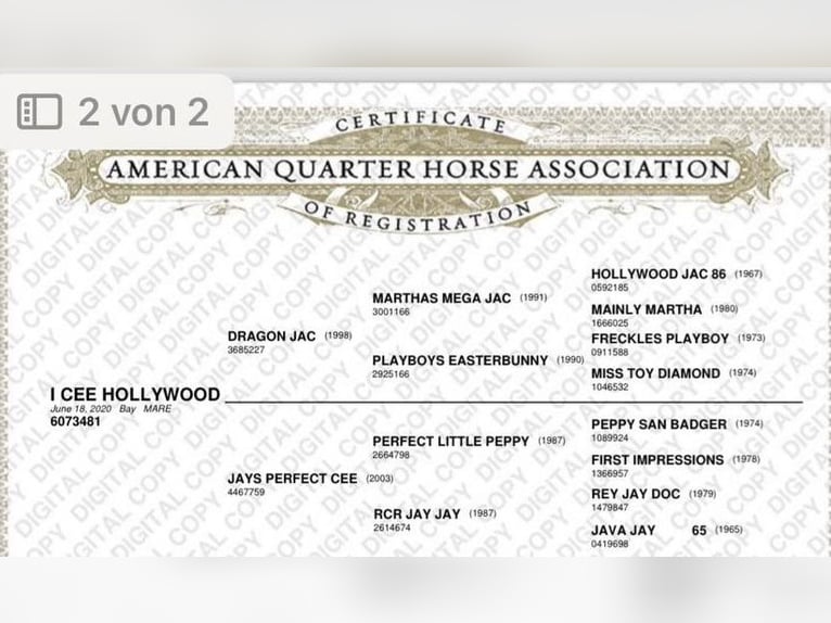 American Quarter Horse Klacz 6 lat 156 cm Gniada in Pfalzgrafenweiler