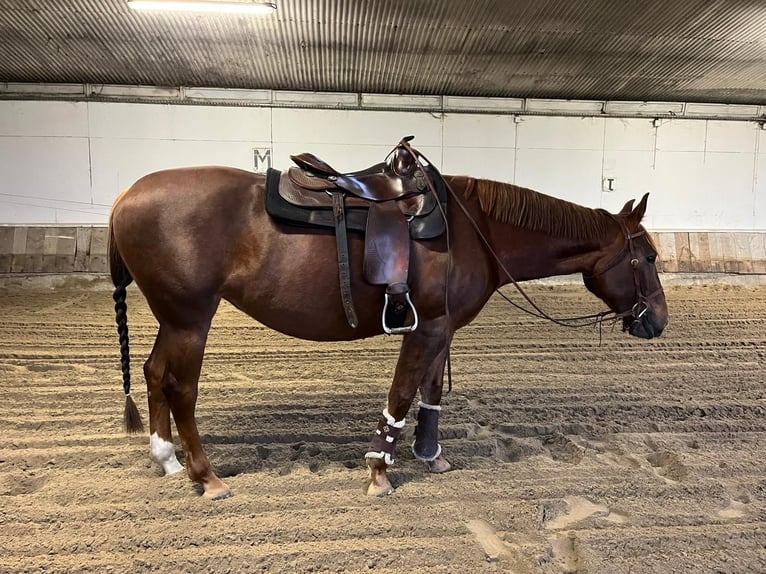 American Quarter Horse Mix Klacz 6 lat 157 cm Ciemnokasztanowata in Weil am Rhein