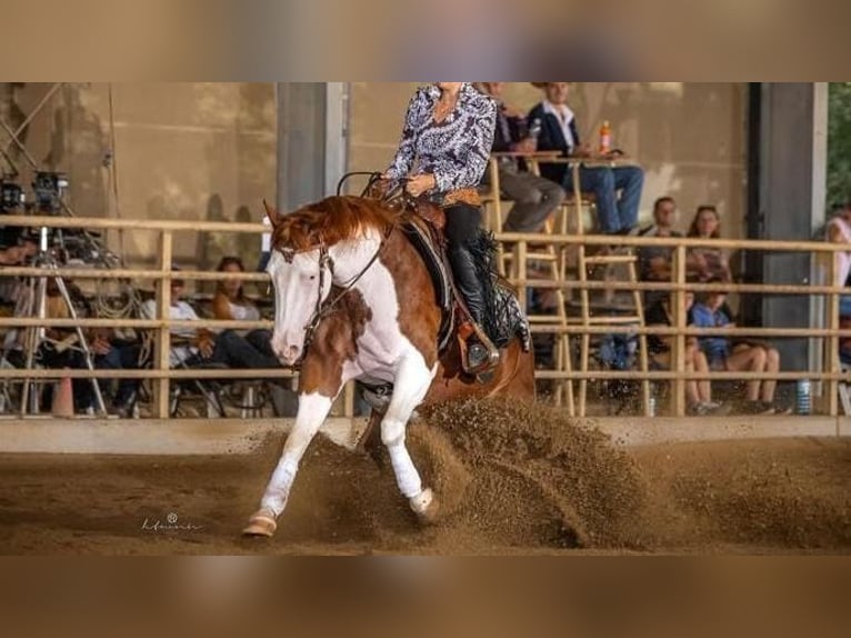 American Quarter Horse Klacz 6 lat 157 cm Kasztanowata in Marcianise