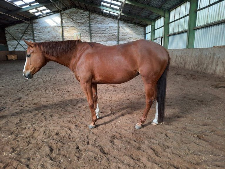 American Quarter Horse Klacz 6 lat 159 cm Kasztanowata in Landesbergen