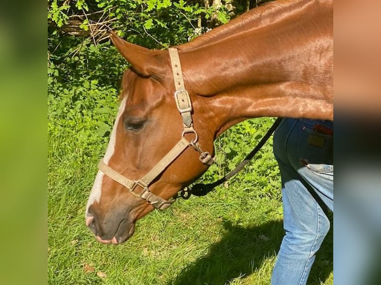 American Quarter Horse Klacz 6 lat 159 cm Kasztanowata in Landesbergen