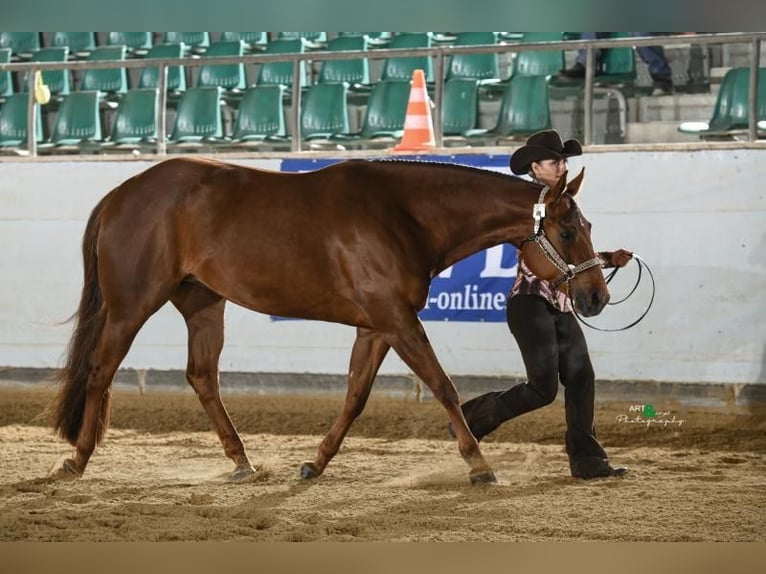 American Quarter Horse Klacz 6 lat 160 cm Kasztanowata in Neukirchen