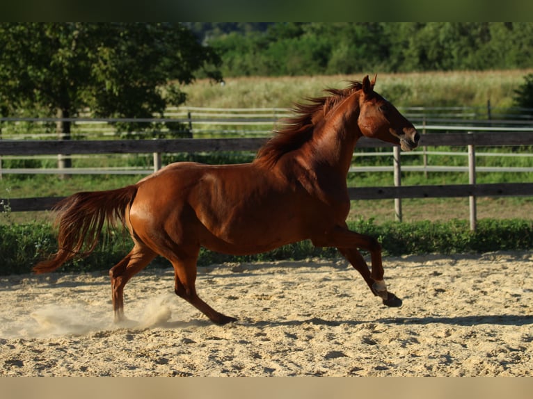 American Quarter Horse Mix Klacz 6 lat 162 cm Kasztanowata in Waldshut-Tiengen