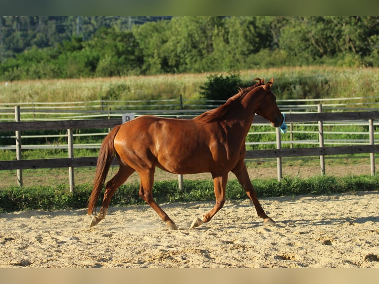 American Quarter Horse Mix Klacz 6 lat 162 cm Kasztanowata in Waldshut-Tiengen