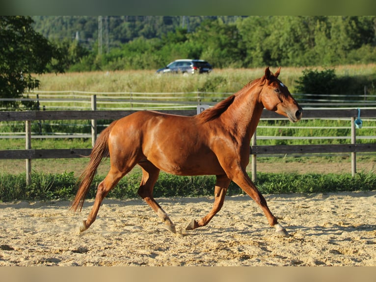 American Quarter Horse Mix Klacz 6 lat 162 cm Kasztanowata in Waldshut-Tiengen