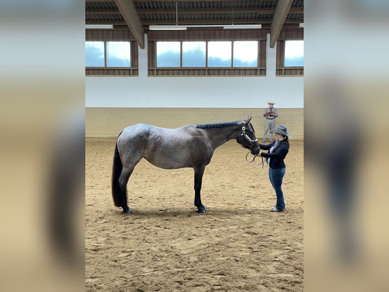 American Quarter Horse Klacz 6 lat 163 cm Gniadodereszowata in Neudrossenfeld