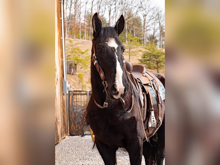 American Quarter Horse Klacz 6 lat 163 cm Kara in Everette PA