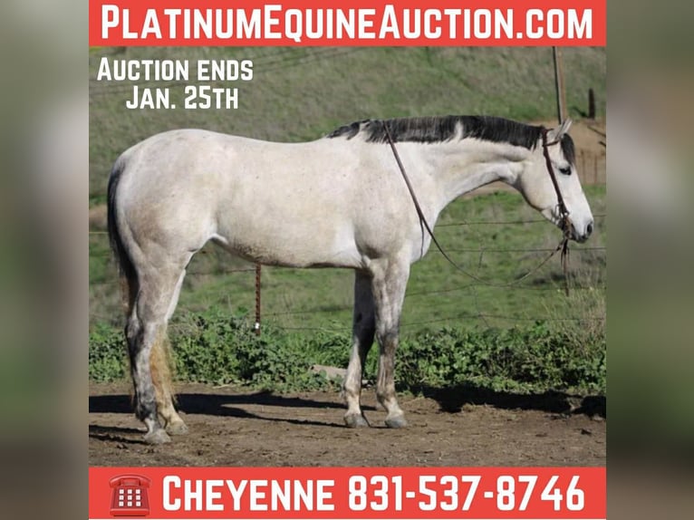 American Quarter Horse Klacz 6 lat 168 cm Siwa in Bitterwater CA