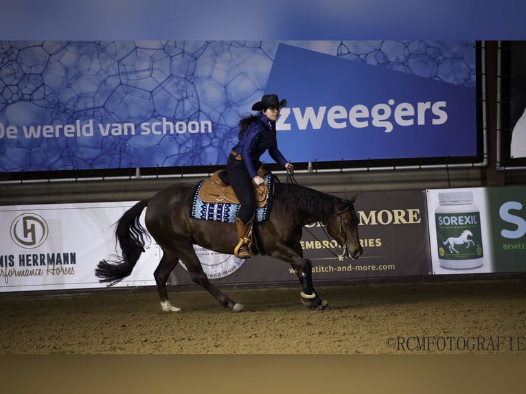 American Quarter Horse Klacz 6 lat Ciemnokasztanowata in Kamp-Lintfort