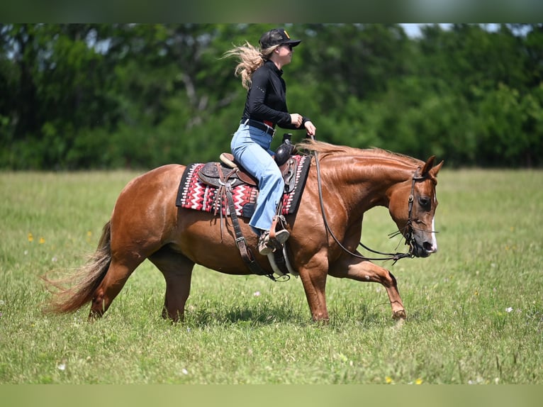 American Quarter Horse Klacz 6 lat Cisawa in Waco