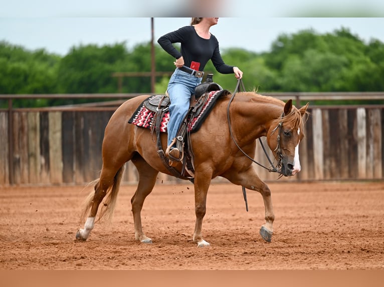 American Quarter Horse Klacz 6 lat Cisawa in Waco