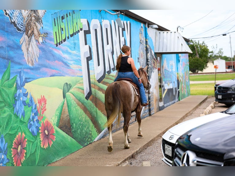 American Quarter Horse Klacz 6 lat Cisawa in Forney