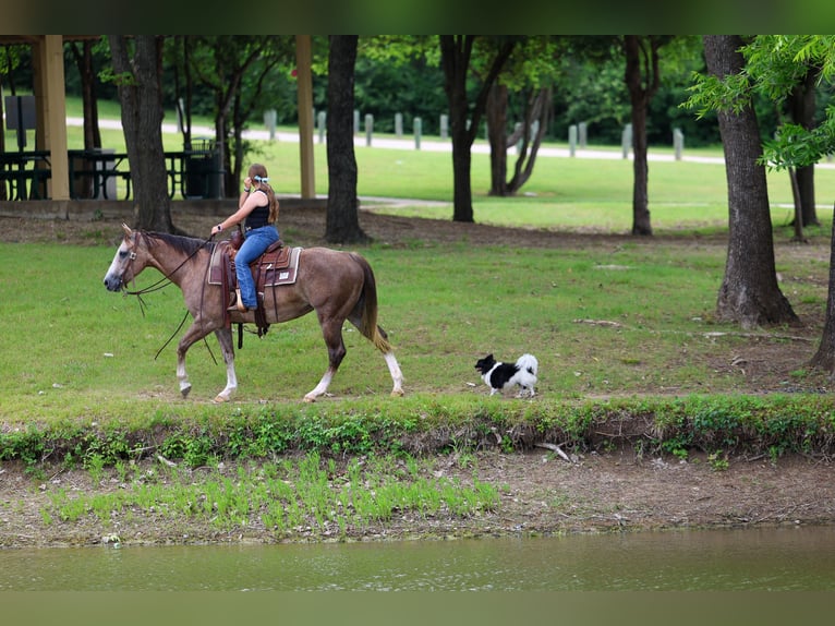 American Quarter Horse Klacz 6 lat Cisawa in Forney