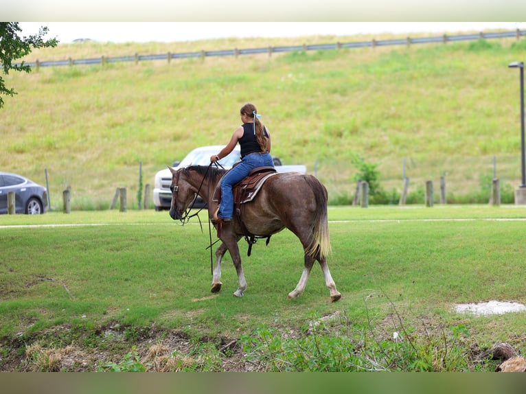 American Quarter Horse Klacz 6 lat Cisawa in Forney
