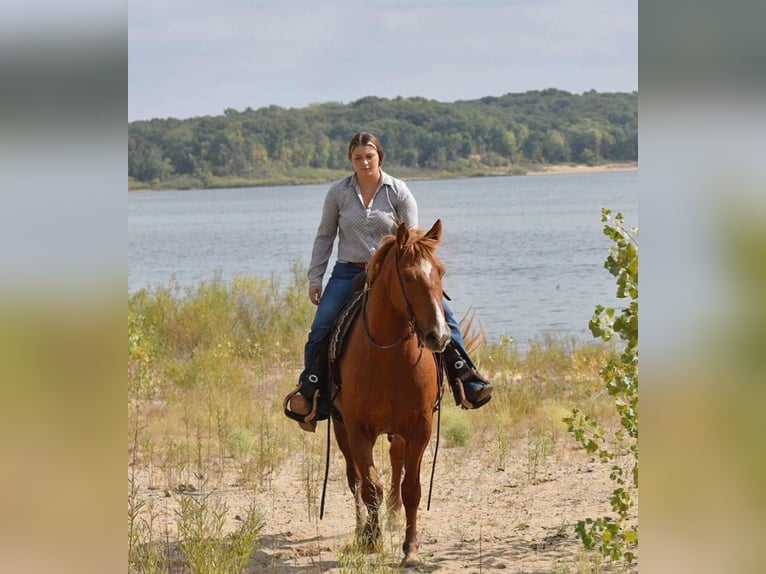 American Quarter Horse Klacz 6 lat Cisawa in Van Horne IA