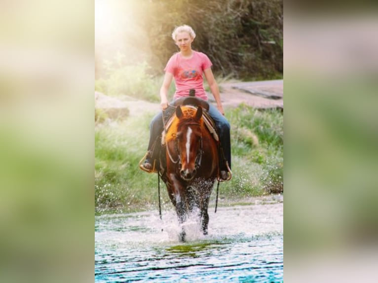 American Quarter Horse Klacz 6 lat Cisawa in Bluff Dale TX