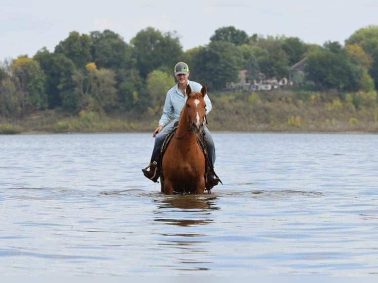 American Quarter Horse Klacz 6 lat Cisawa in Van Horne IA