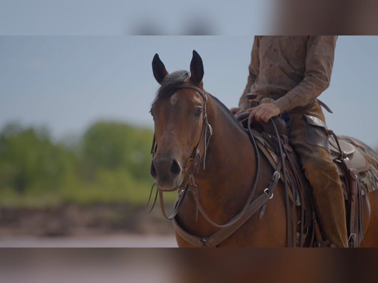 American Quarter Horse Klacz 6 lat Gniada in Byers