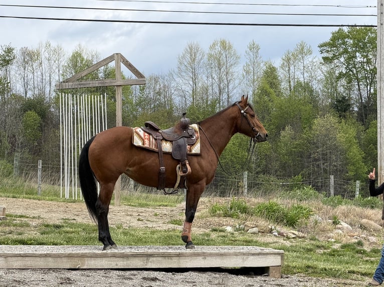 American Quarter Horse Klacz 6 lat Gniada in North Lawrence