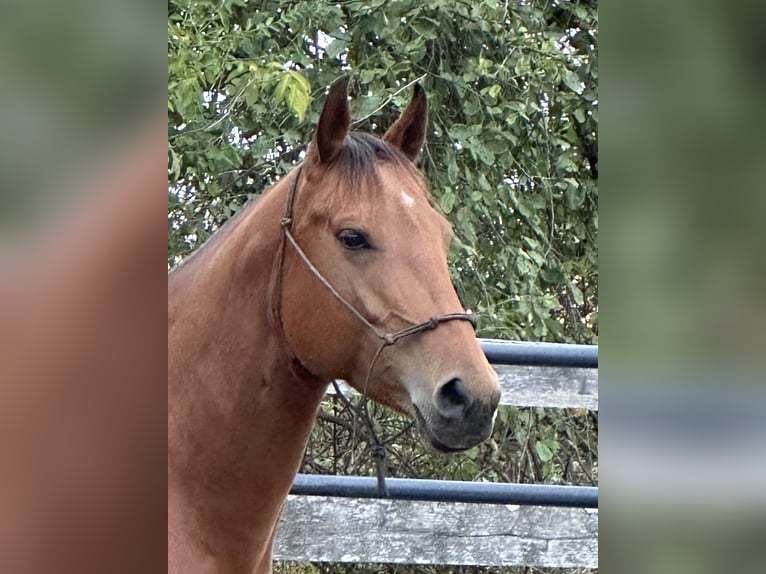 American Quarter Horse Klacz 6 lat Gniada in North Lawrence