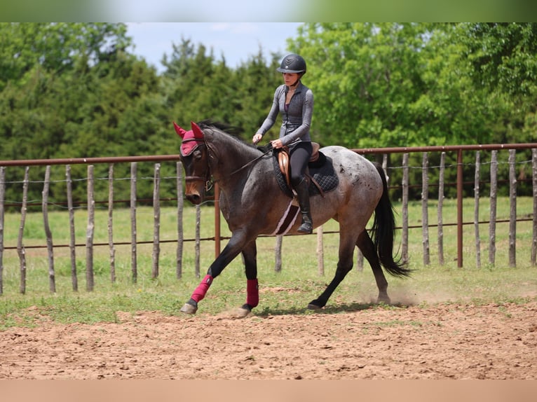 American Quarter Horse Klacz 6 lat Gniadodereszowata in Ripley