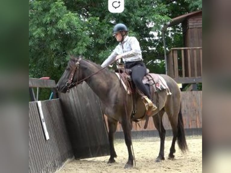 American Quarter Horse Klacz 6 lat Grullo in CAUMONT