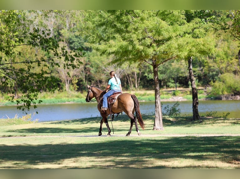 American Quarter Horse Klacz 6 lat Grullo in Terrell
