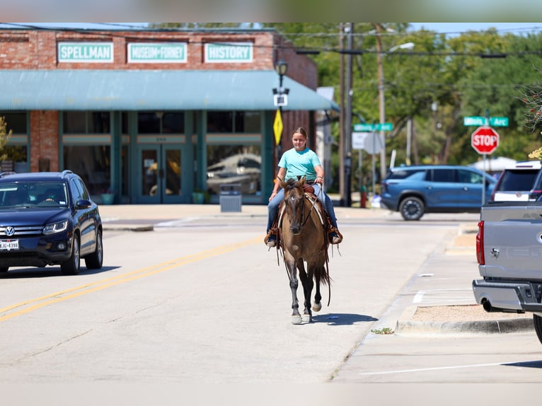 American Quarter Horse Klacz 6 lat Grullo in Terrell