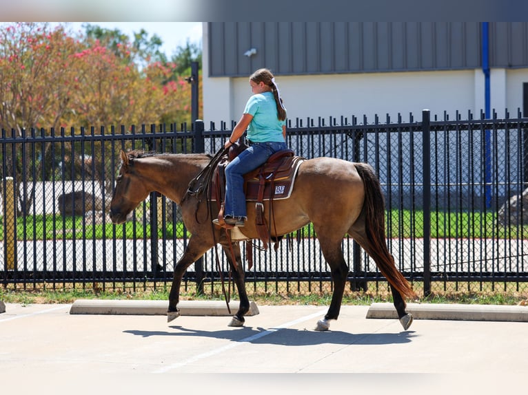 American Quarter Horse Klacz 6 lat Grullo in Terrell