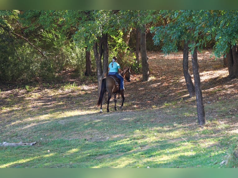 American Quarter Horse Klacz 6 lat Grullo in Terrell
