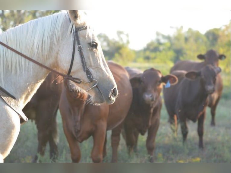 American Quarter Horse Mix Klacz 6 lat Izabelowata in Friendswood