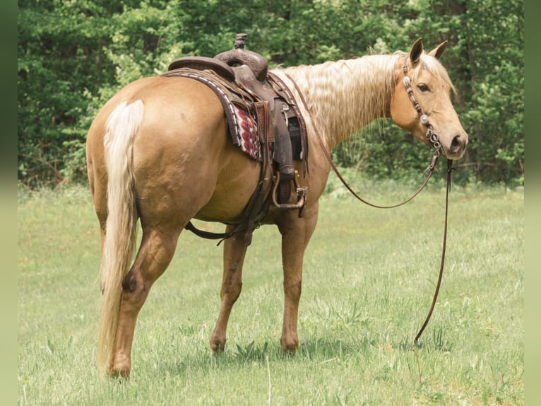 American Quarter Horse Klacz 6 lat Izabelowata in Fredericksburg, OH