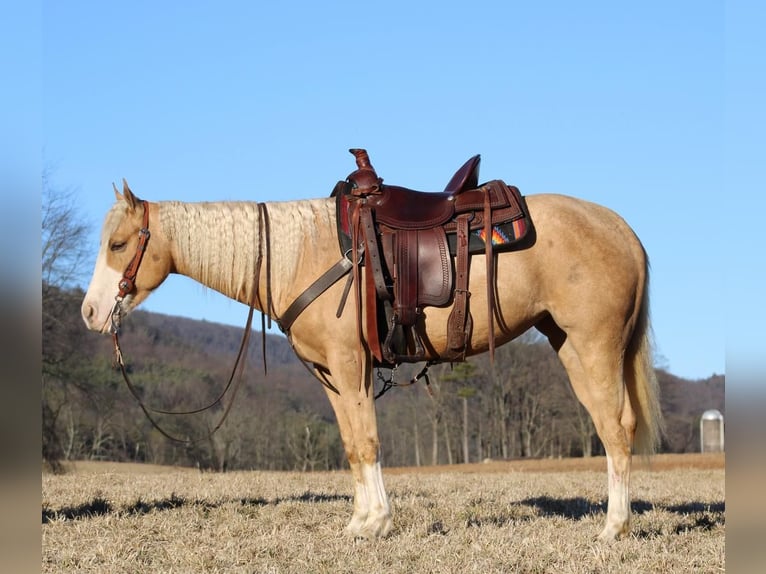 American Quarter Horse Klacz 6 lat Izabelowata in Rebersburg, PA