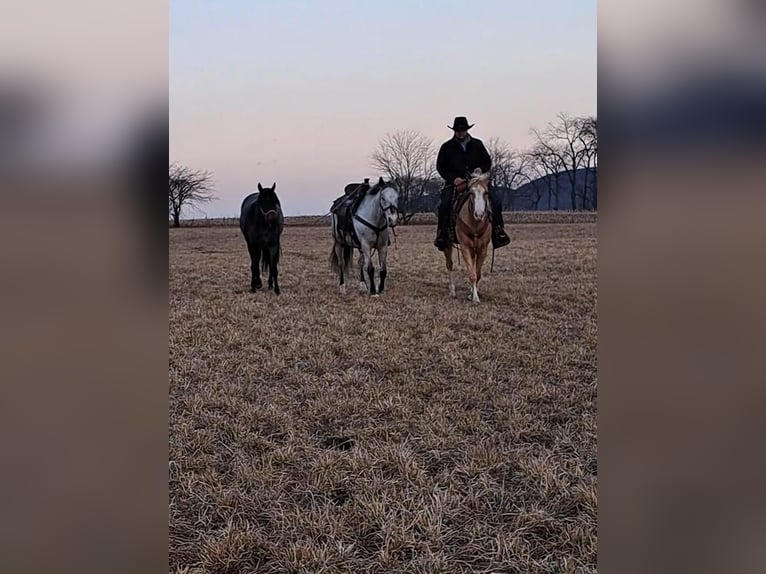 American Quarter Horse Klacz 6 lat Izabelowata in Rebersburg, PA