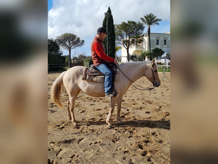 American Quarter Horse Klacz 6 lat Izabelowata in Parabita