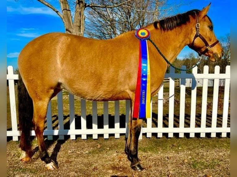 American Quarter Horse Mix Klacz 6 lat Jelenia in Northfield, MA