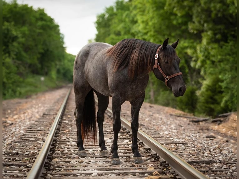 American Quarter Horse Klacz 6 lat Karodereszowata in Mount Vernon, MO