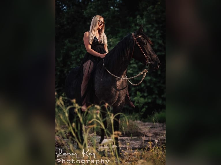 American Quarter Horse Klacz 6 lat Karodereszowata in Mount Vernon, MO