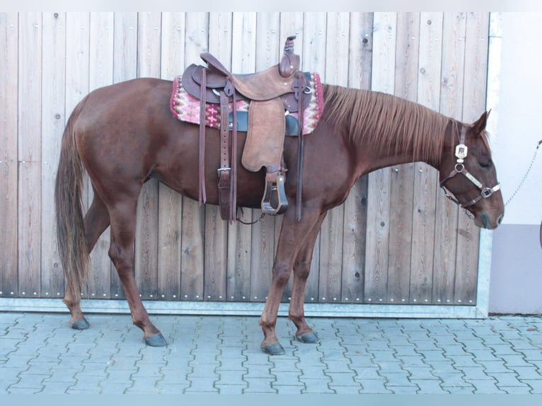 American Quarter Horse Klacz 6 lat Kasztanowata in Nimsreuland