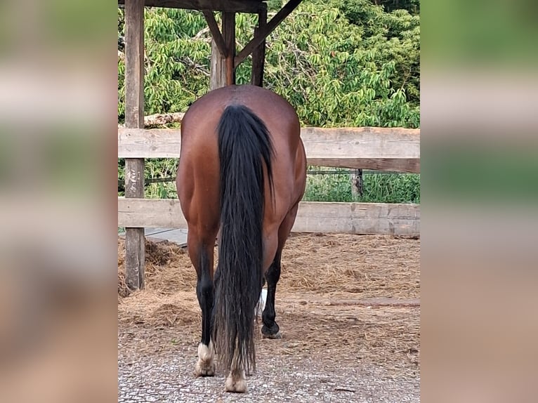 American Quarter Horse Klacz 6 lat in Voiron