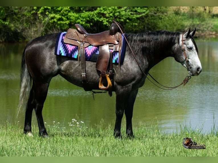 American Quarter Horse Klacz 6 lat Siwa in Henderson