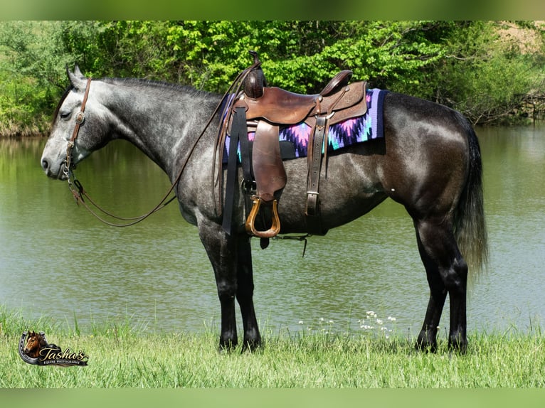 American Quarter Horse Klacz 6 lat Siwa in Henderson