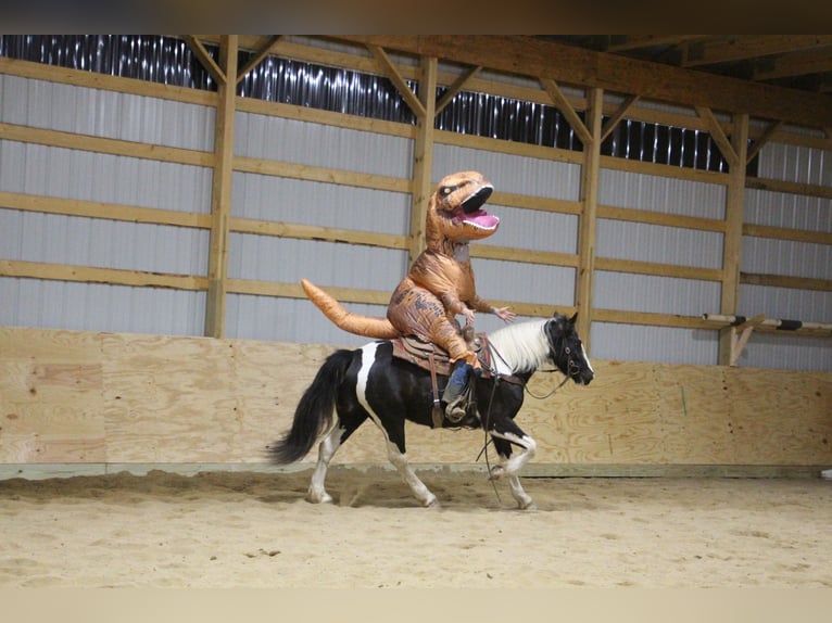 American Quarter Horse Klacz 6 lat Tobiano wszelkich maści in Howell MI