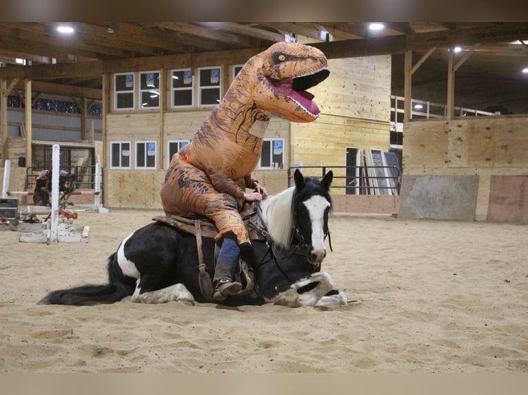 American Quarter Horse Klacz 6 lat Tobiano wszelkich maści in Howell MI