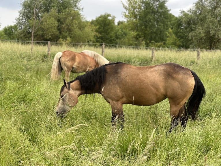 American Quarter Horse Klacz 7 lat 130 cm Jelenia in Möllenhagen