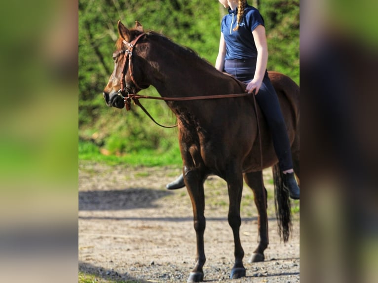 American Quarter Horse Klacz 7 lat 138 cm Ciemnokasztanowata in Floh-Seligenthal